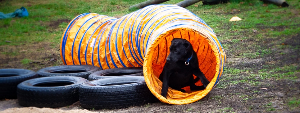 labrador im welpentraining