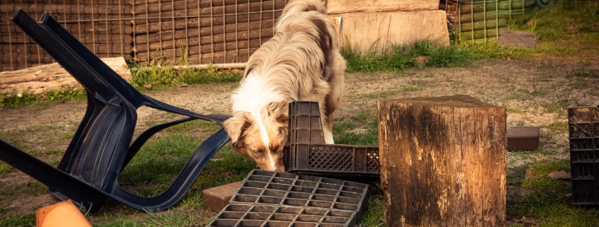 mini australian shepherd nasenarbeit