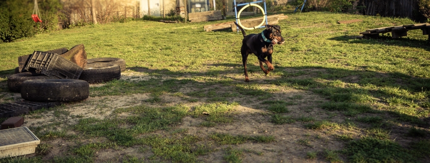 deutsche pinscher apportieren