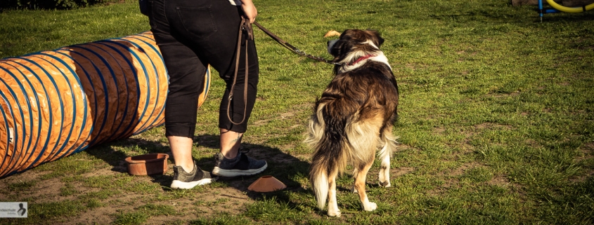 quereinsteiger hundetraining april
