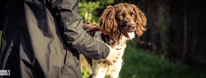 quereinsteiger hundetraining mai0