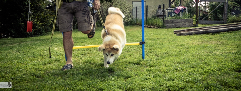 junghundtraining mai0