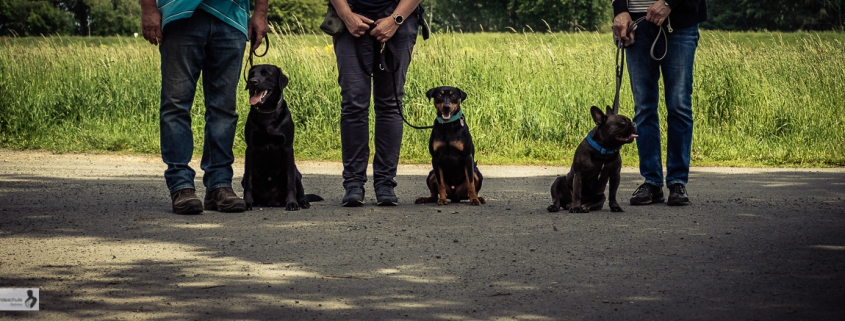 junghundetraining zum sonntag05