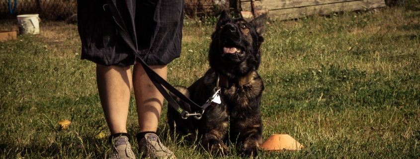 junghund_deutscherschäferhund
