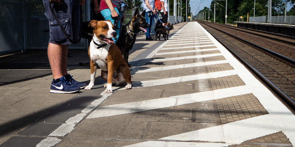 junghunde-am-bahnhof
