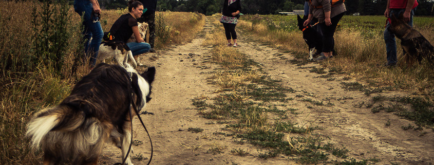 hundetraining quereinsteiger