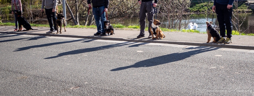 alltagstraining mit hunden