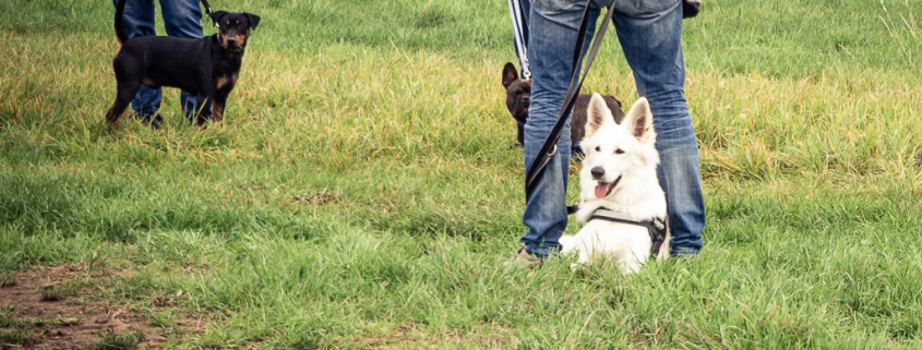 alltagstraining mit hund