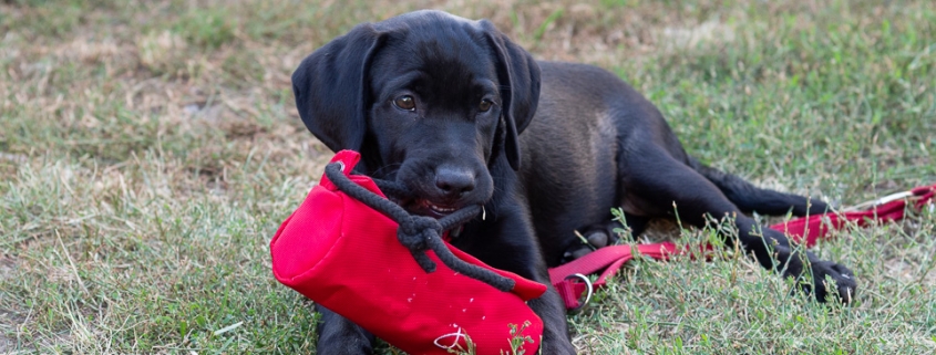 labrador welpe im training