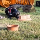 nasenarbeit mit Labrador