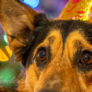 sylvester web Silvesterangst bei Hunden
