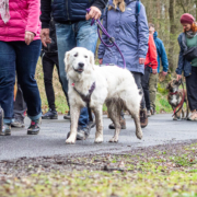 hundewandereung brandis