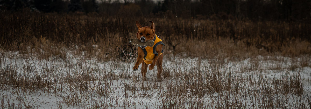Apport- und Dummyarbeit mit Bella