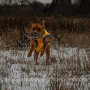 bella dummytraining Apport- und Dummyarbeit mit Bella