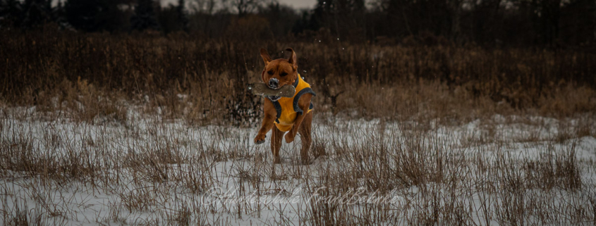 Apport- und Dummyarbeit mit Bella
